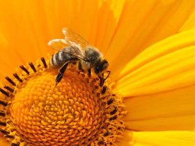 蜜蜂是怎样采蜜的？