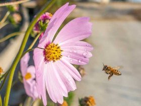 蜜蜂为什么在逐步消失？