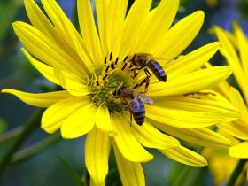 蜜蜂下痢病的症状及防治