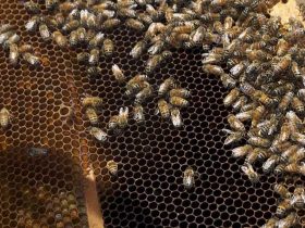 蜜蜂病害与敌害防治大全