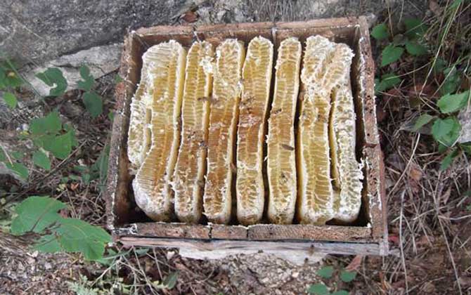 土养中蜂几月份割蜜?