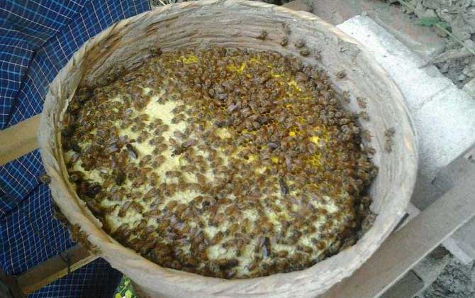 土养中蜂几月份割蜜?