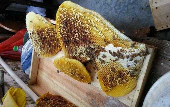 土养中蜂几月份割蜜?