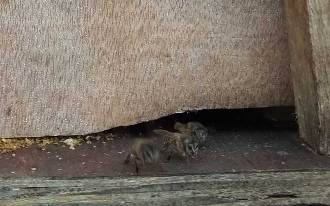 中蜂怎样快速繁衍?