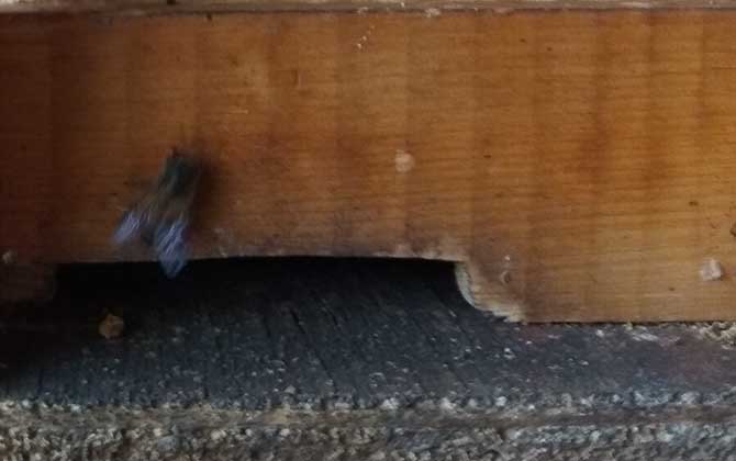 中蜂怎样快速繁衍?