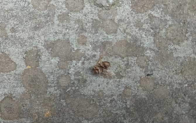 中蜂怎样快速繁衍?