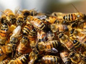 初学养蜂要了解哪些养蜂常识？