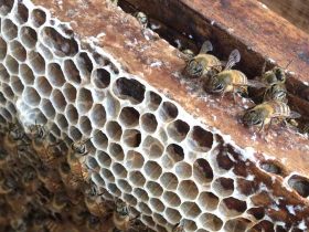 石洞里的野生蜜蜂怎么收捕？