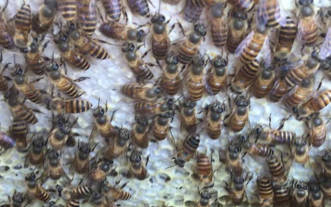 中蜂没有蜂王怎样分蜂?