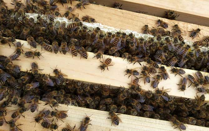 中蜂没有蜂王怎样分蜂?