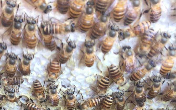 中蜂没有蜂王怎样分蜂?