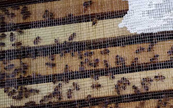 中蜂没有蜂王怎样分蜂?