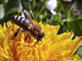 有关蜜蜂的常识有哪些？