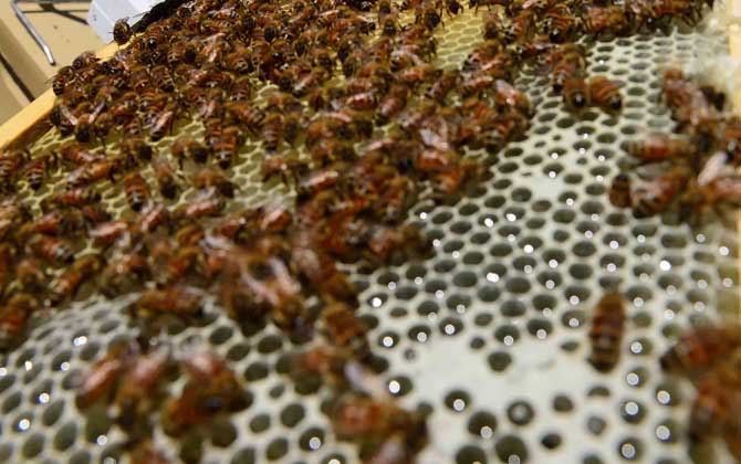 蜜蜂饲养有发展前景吗?