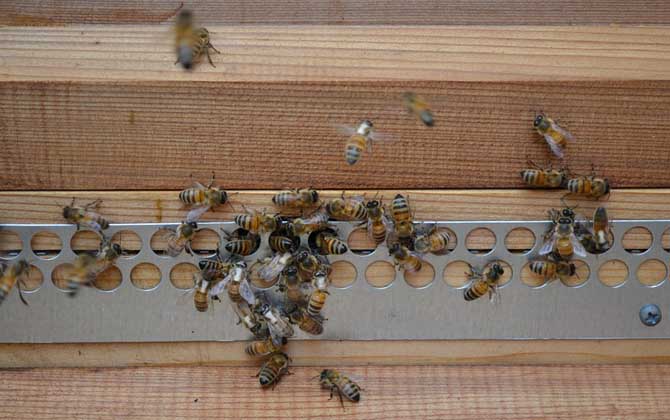 蜜蜂饲养有发展前景吗?