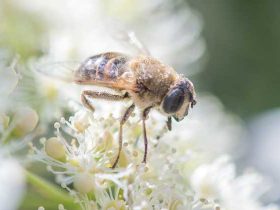 僵尸蜜蜂真的存在吗？