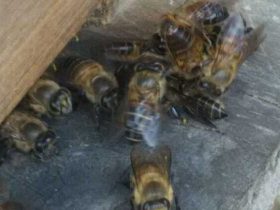 蜜蜂冲群有什么损害？