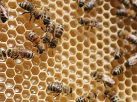 蜂群中有哪些类型的工蜂？