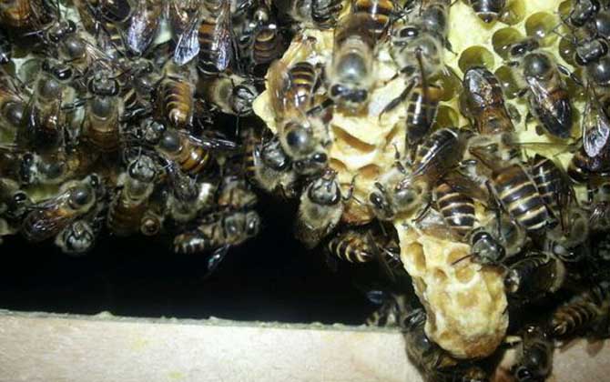 王台是蜂王的巢房,大致有这三种,了解它们对养蜂出产极为有利!
