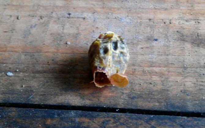 王台是蜂王的巢房,大致有这三种,了解它们对养蜂出产极为有利!