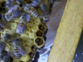 蜜蜂多在春季天然分蜂，了解分蜂进程，有利于将分蜂群收捕回来！