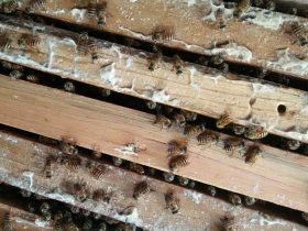 嫌天然分蜂太费事，试试这样拆分蜂群，轻松将一群蜂分红两群蜂！
