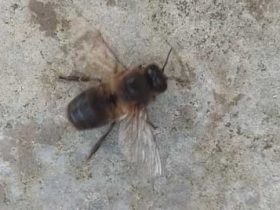 雄蜂的寿数是多长时间？