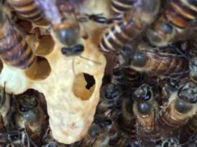 怎样让蜜蜂起急造王台？