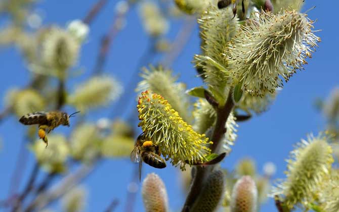 蜜蜂为什么要酿蜂蜜?并不是“无私奉献”,只是是为了蜜蜂自己!