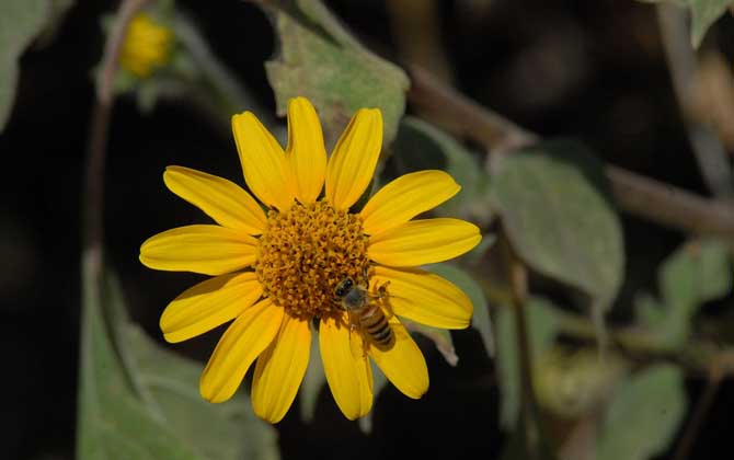 蜜蜂为什么要酿蜂蜜?并不是“无私奉献”,只是是为了蜜蜂自己!