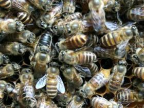 养蜜蜂需求什么条件？
