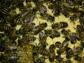 兼并蜂群怎样防回蜂？