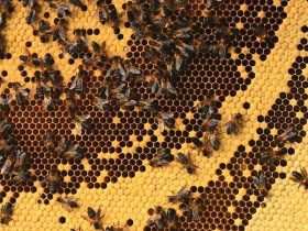 世界上体型最大的蜂是什么？