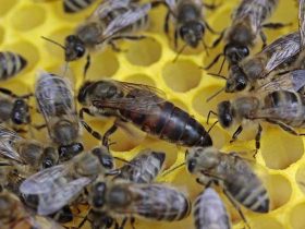养蜂育王技能及注意事项