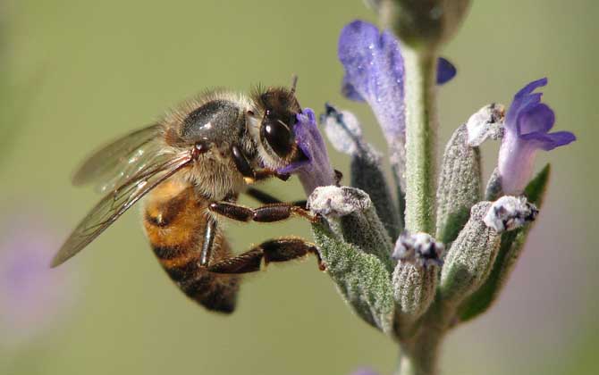 蜂毒疗法是真的吗?虽然有必定的作用,但蜂疗也绝非无所不能的!