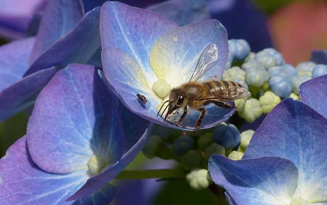 蜂毒疗法是真的吗?虽然有必定的作用,但蜂疗也绝非无所不能的!