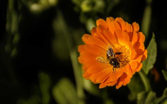 蜂毒疗法是真的吗?虽然有必定的作用,但蜂疗也绝非无所不能的!