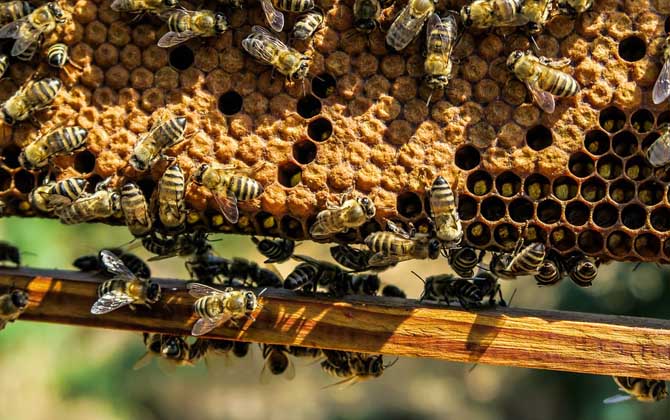 什么时候喂越冬蜂作用最好?