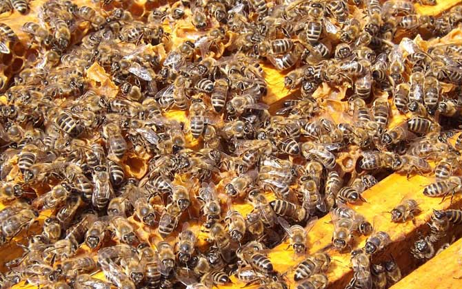 什么时候喂越冬蜂作用最好?