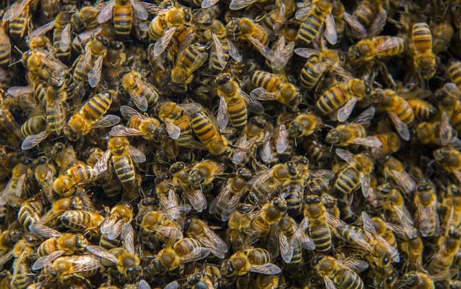 什么时候喂越冬蜂作用最好?