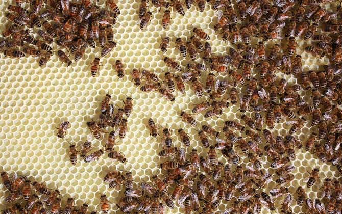 什么时候喂越冬蜂作用最好?