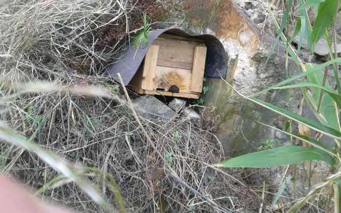 怎样进步诱蜂箱的诱蜂力?