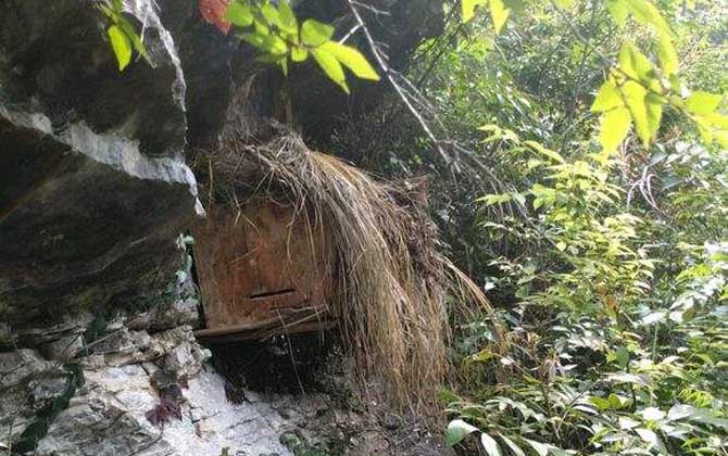 怎样进步诱蜂箱的诱蜂力?