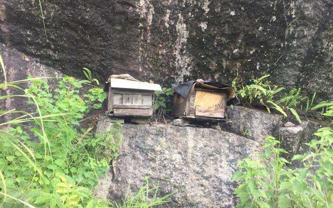 怎样进步诱蜂箱的诱蜂力?