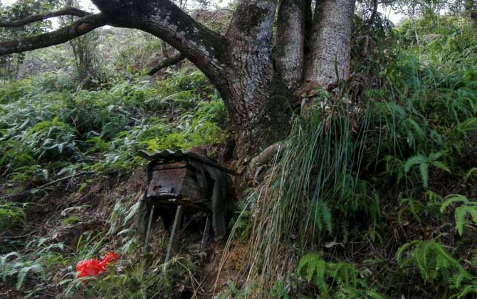 怎样进步诱蜂箱的诱蜂力?