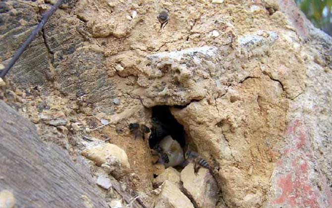 侦办蜂会提早几天找窝?