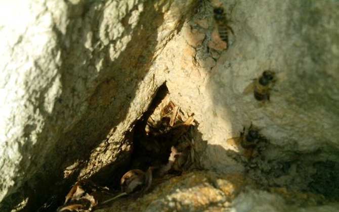 侦办蜂会提早几天找窝?