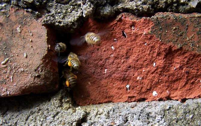 侦办蜂会提早几天找窝?