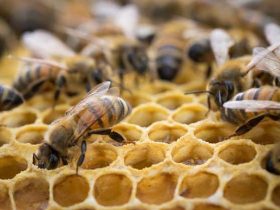 醋治蜂螨真的有作用吗？