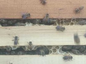 定点养蜂一般养多少群？